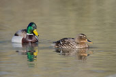 Influenza-A Viruses in Ducks in Northwestern Minnesota