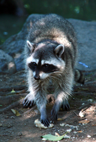 Japan: Highly Pathogenic Avian Influenza Virus Infection in Feral Raccoons