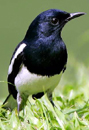 Hong Kong: Dead magpie suspected to have H5 virus