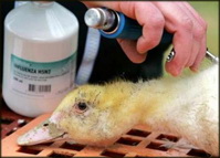 France: Avian influenza vaccination