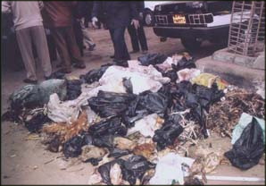 Egypt: Avian influenza and panic reactions