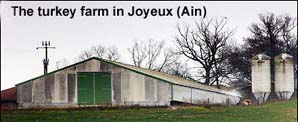 Avian influenza infects turkeys in France - the first outbreak in farmed poultry in Europe