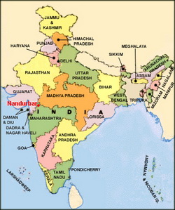 India: Avian influenza reported in Maharashtra