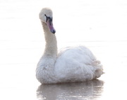 Japan: Highly pathogenic avian influenza virus detected in Shimane