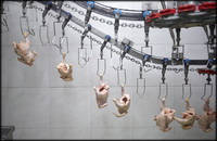 FSA: Survey into slaughter methods in England and Wales - report