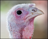 Avian Influenza H5N8 in turkeys in Germany