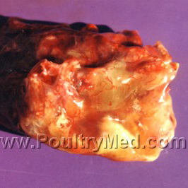 Salmonella Enteritidis in Broiler Chickens, United States, 2000–2005