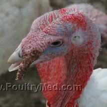 EUR 28.3 M for new research into avian and pandemic influenza