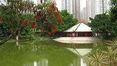 Hong Kong finds egret with avian influenza in city park