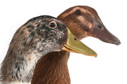 Hungary: H5N8 avian influenza in ducks