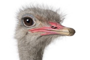 South Africa: H7N2 in ostriches