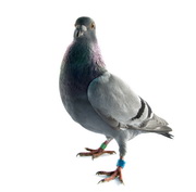 Feral pigeons: A reservoir of zoonotic Salmonella Enteritidis strains?