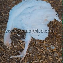 Animal Welfare: Commission report confirms the potential benefits of banning conventional battery cages for laying hens