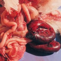 Israel: Teva wants out of veterinary business