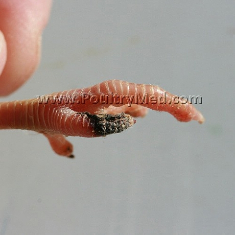 Vietnam to import more avian influenza vaccines