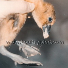 Brussels: More international support for vaccination