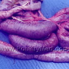 One Health, One Flu?