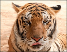 China: H5N1 in tigers