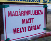 H5N8 HPAI in Hungary