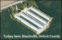 Canada: Avian influenza confirmed on turkey farm in Woodstock, Ontario