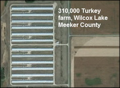 Avian influenza (HPAI) in a commercial turkey flock in Meeker County, Minnesota
