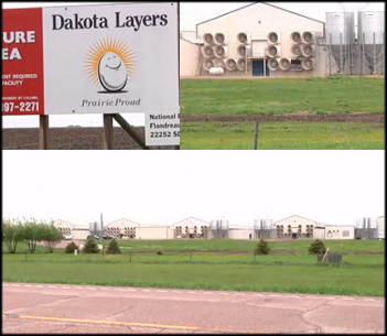South Dakota: HPAI found at Flandreau egg-laying chicken farm