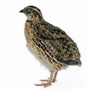 Arizona: First case of avian influenza