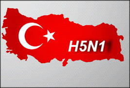 Turkey: Avian influenza cases detected in Istanbul’s Kartal, Arnavutköy