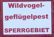 H5N8 in wild birds in Germany & Austria