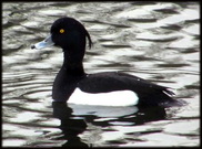 Avian influenza H5N8 found in Danish ducks