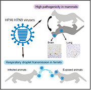A HPAI H7N9 strain is lethal in ferrets infected via respiratory droplets