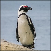 South Africa: H5N8 in seabird species