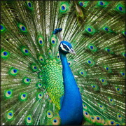 Pakistan: Avian Influenza kills hundreds of peacocks