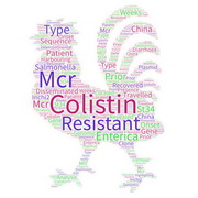 Salmonella resistant to colistin found in U.S.