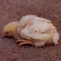 Japan: Avian influenza and responsability