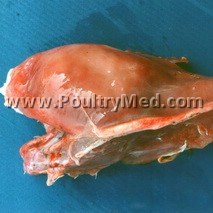 Spain buys avian influenza vaccines