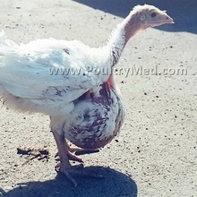 Tamiflu the child-size, lower strength version approved by EU authorities