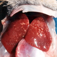 Egg producers call for import ban on salmonella eggs