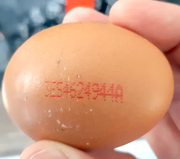 The Netherlands: Salmonella in eggs from Spain