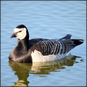 Denmark: H5N8 in wild birds