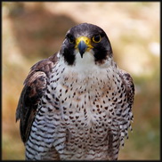 Denmark: HPAI H5N5 In Peregrine Falcon