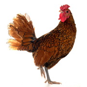 Salmonella linked to backyard chickens in Australia