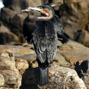 Avian Influenza outbreak along the coast of the Western Cape