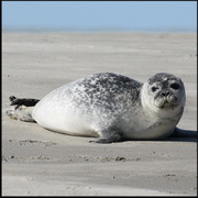 UK: Avian influenza H5N8 strain detected in seals and fox