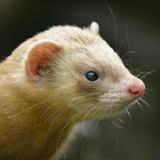 Spain: Avian influenza H5N1 in a mink farm