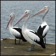 Peru: HPAI H5 in pelicans