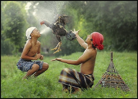 Merck and sanofi-aventis to Maintain Separate Businesses in Animal Health