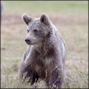Brown Bear Cub in Alaska, positive for H5N1