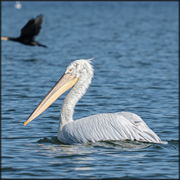 Mass mortality of Pelicans observed in Greece due to HPAI
