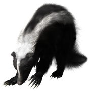 Canada: HPAI in Alberta skunks